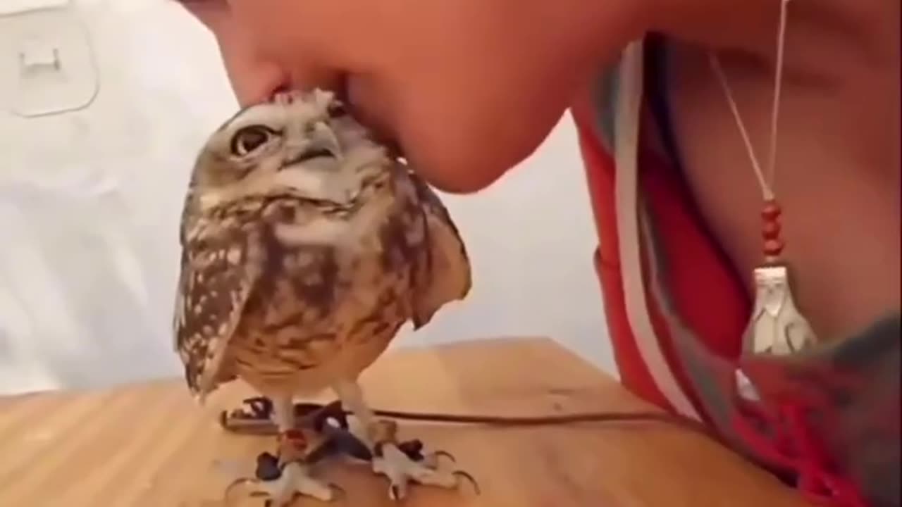 FunyyAnimala_ vedios