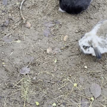 Shadow Bunny Nighttime Vibes 🌙