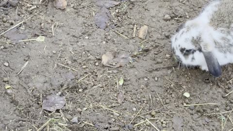 Shadow Bunny Nighttime Vibes 🌙