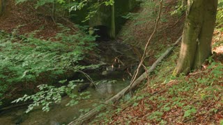 24/7 Relaxation Live: Nature Calms Stress (Authentic Sounds)