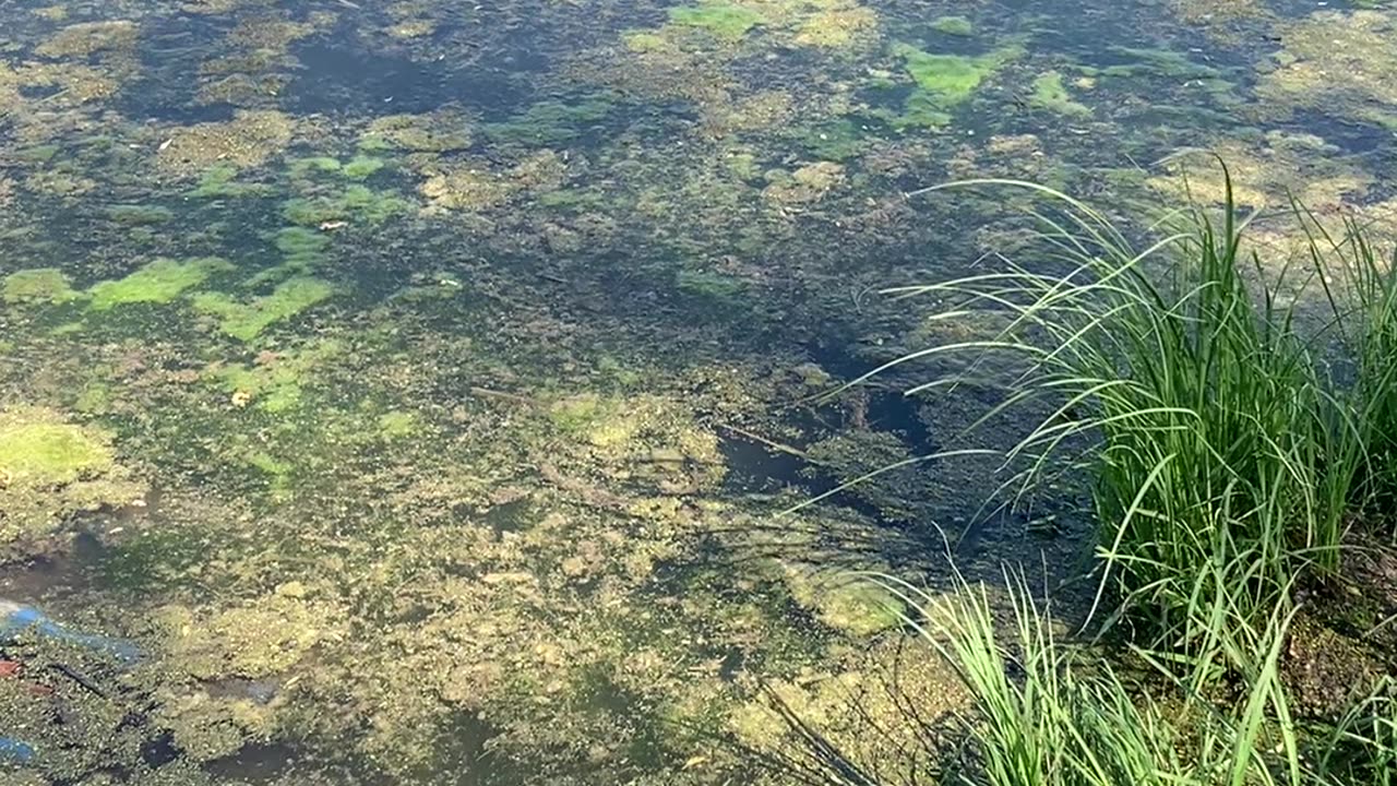 WILD agroforestry watering practices