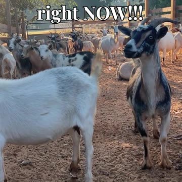 We want snacks right NOW!!!