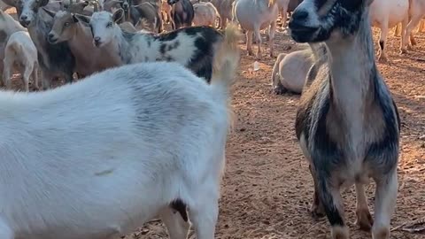 We want snacks right NOW!!!