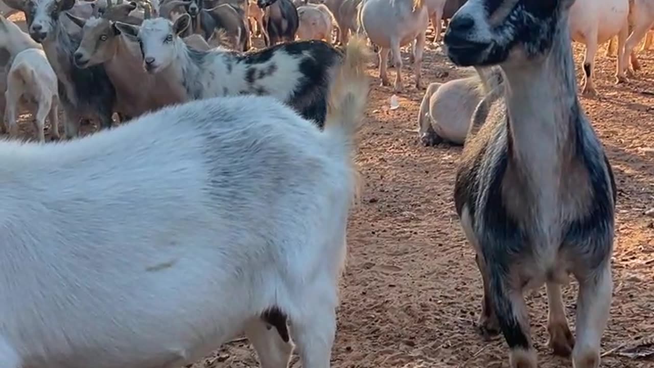 We want snacks right NOW!!!