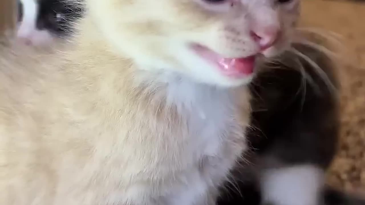 Kitten meows. (Play this to make your cat go crazy)