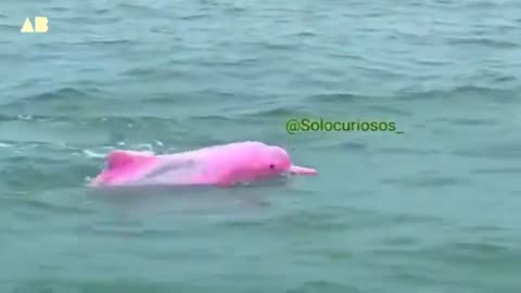 Pink dolphin