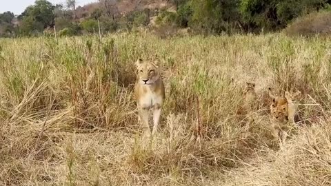 🤯✨ Heartwarming Mom & Cubs Meeting Their Dad! | FeedMyCuriosity
