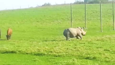 Wild Animals vs The Wrong Opponent 🦁 | Most Unexpected Fights Ever!