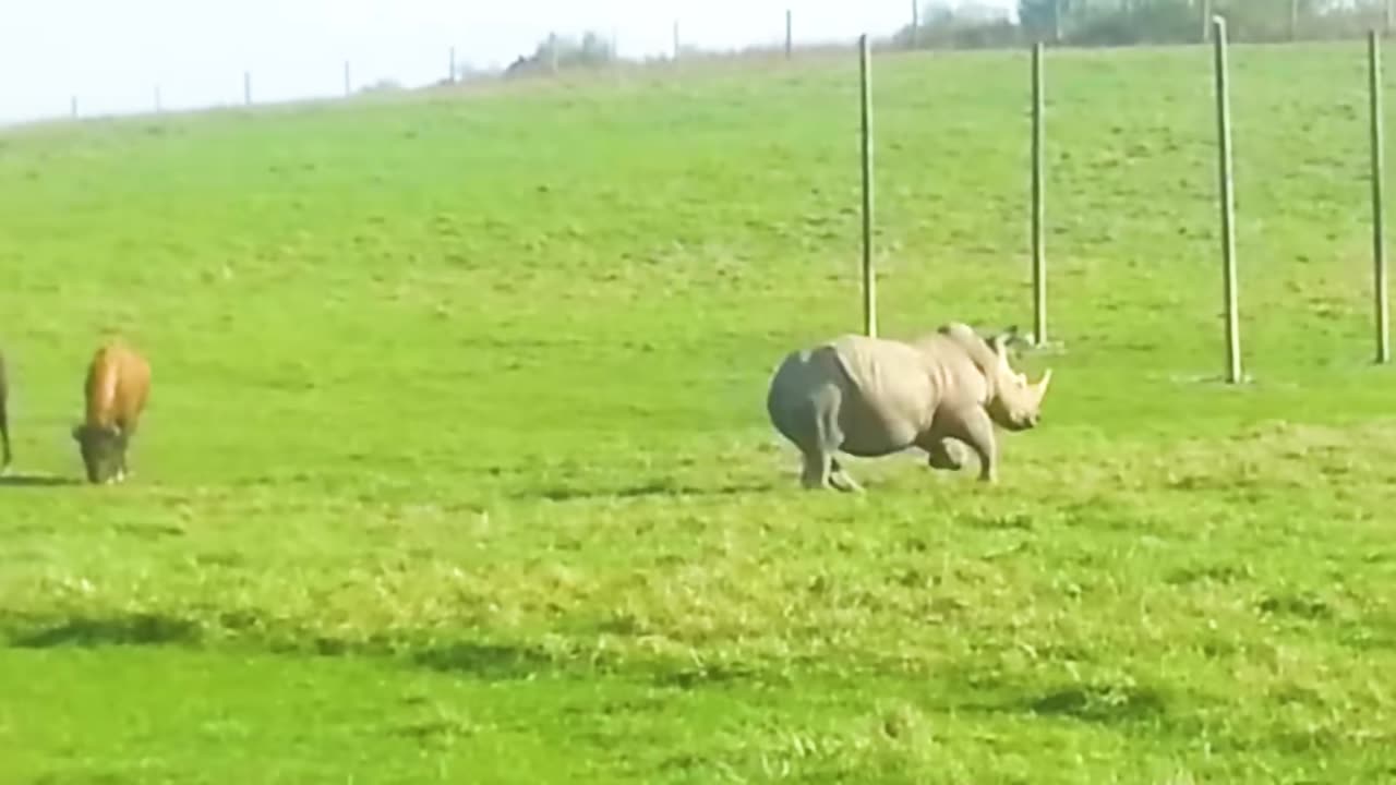 Wild Animals vs The Wrong Opponent š¦ | Most Unexpected Fights Ever!