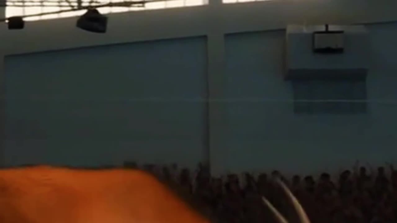 Animal Olympics with Goats (insane)