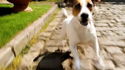 How to Teach Your Dog Professional Tricks at Home