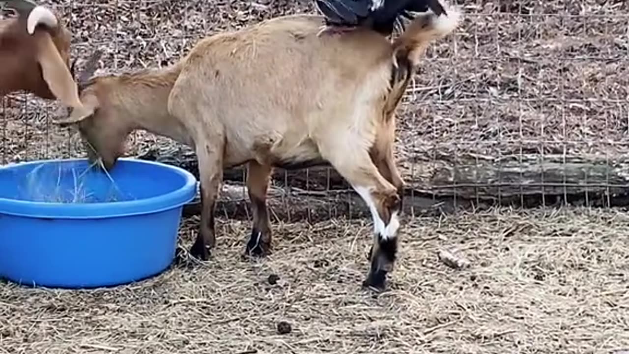 "🐓 Rooster Hilariously Tries to Mate with a Goat! 🐐😂"