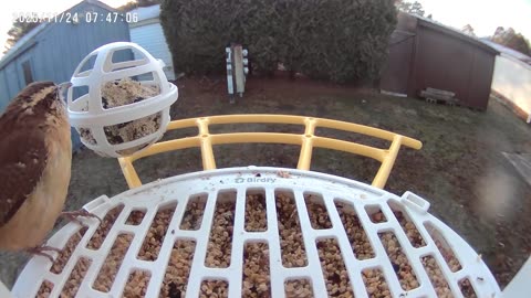 The Bird Feeder episode 1: California Wren