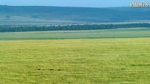 Animal Verse – Episode 1: THE LION – KING OF THE SAVANNAH!