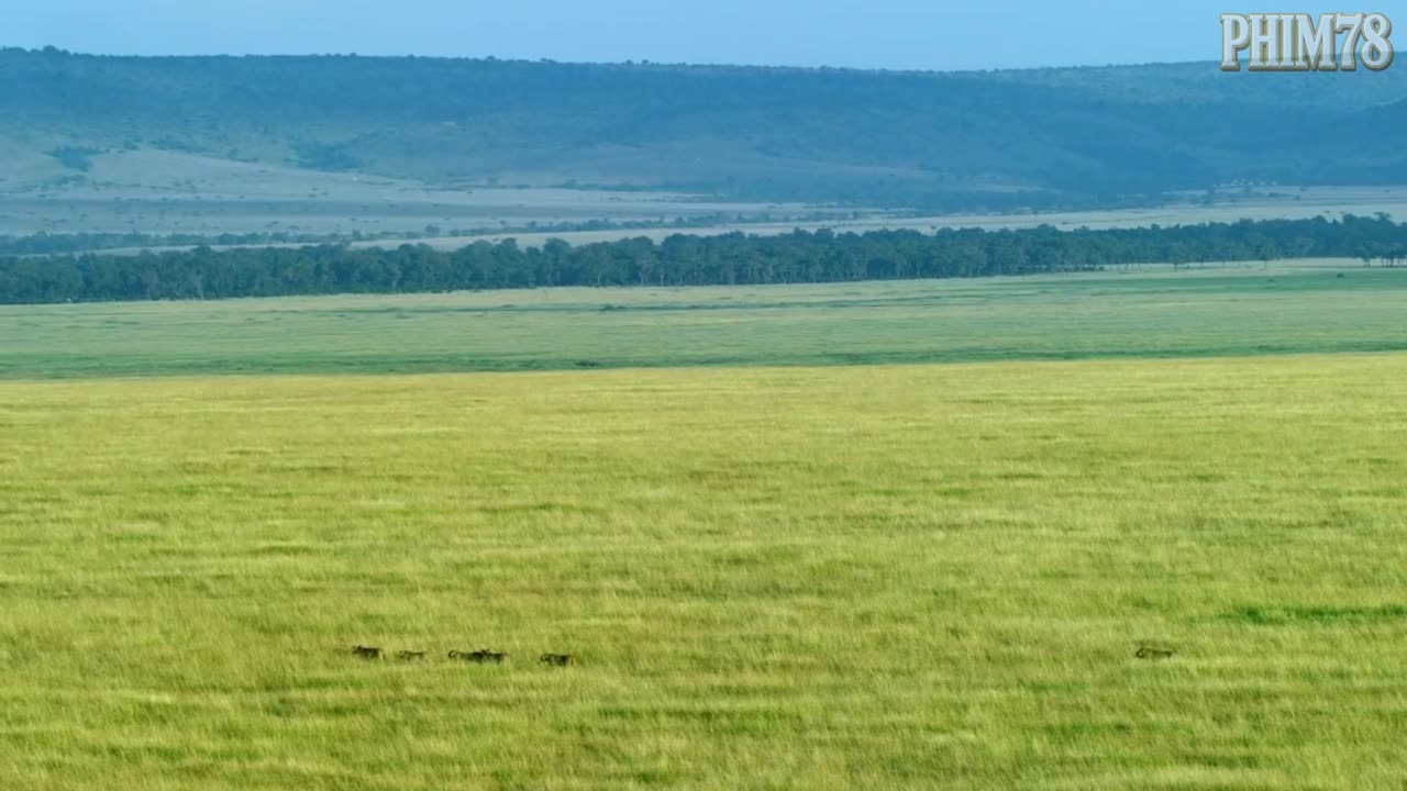 Animal Verse – Episode 1: THE LION – KING OF THE SAVANNAH!