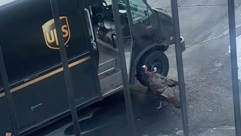 UPS driver hilariously chased by wild Turkeys