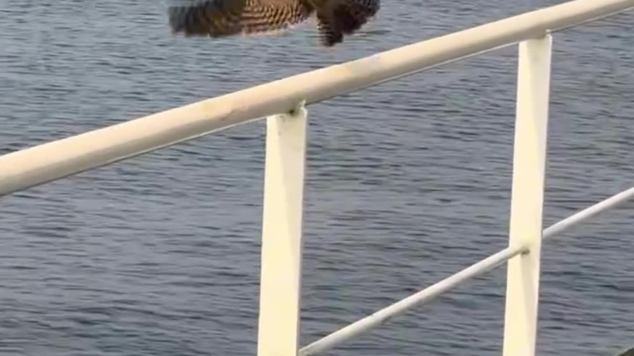 Wait for him to fly