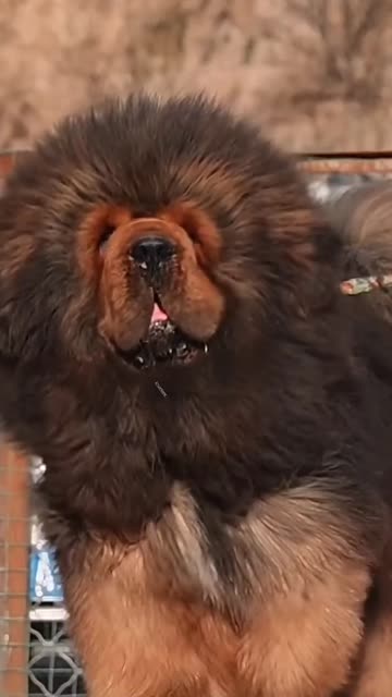 You Won't Believe the Size of This Absolute Unit! Biggest Dog Ever?