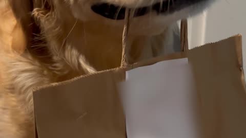 Dog's Teeth Chatter While Holding Takeout Food