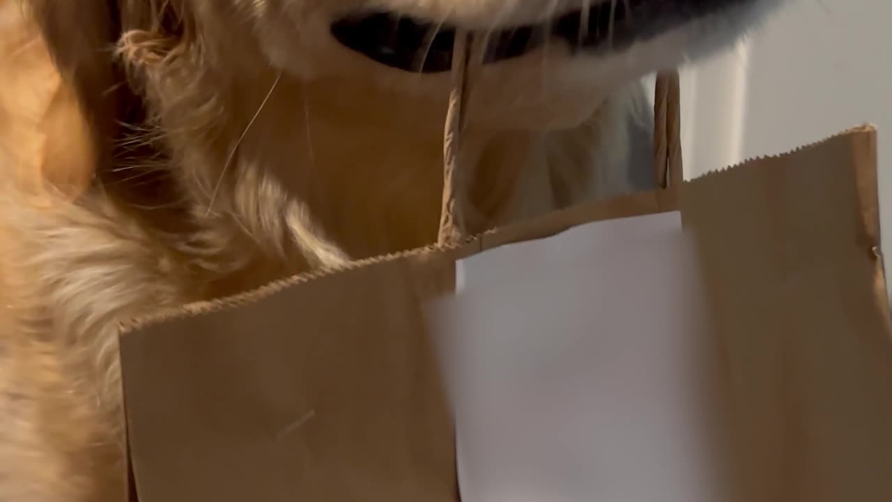 Dog's Teeth Chatter While Holding Takeout Food