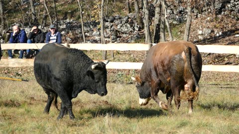 Medonja od Tonija i Tome vs Golub od Bašića Vinjani 2025