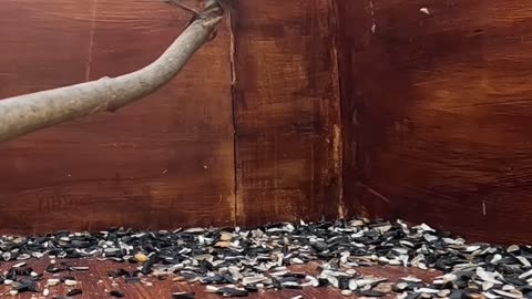 Sparrow Drama