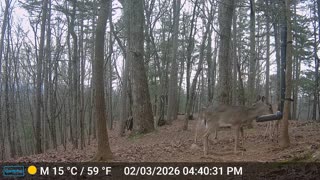 The Woods – 02/04/2026