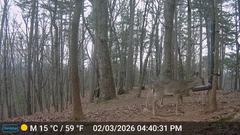 The Woods – 02/04/2026