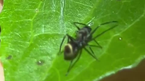 🤯🕷️ The Ant Mimic Spider's Surprising Survival Trick! | FeedMyCuriosity