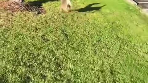 😮🦌 Meet The Adorable Fawn With Dwarfism! | FeedMyCuriosity