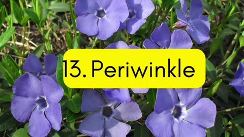 17 HERBS / PLANTS NOT RECOMMENDED BY DR. SEBI