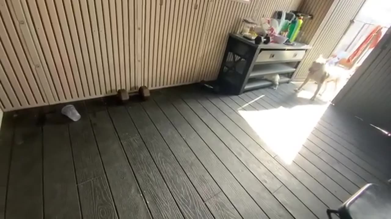 Funny Dogs