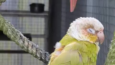 Green cheeked conure