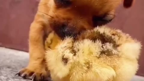 Animal cute and funny video very short video