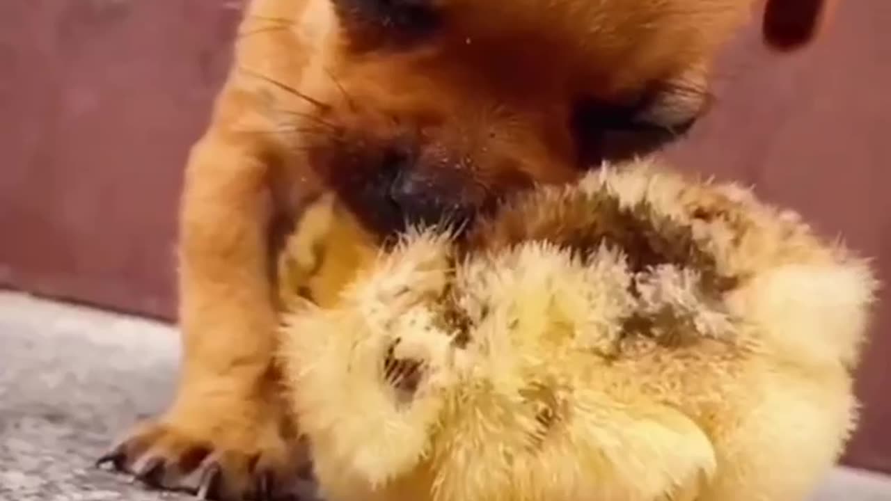 Animal cute and funny video very short video