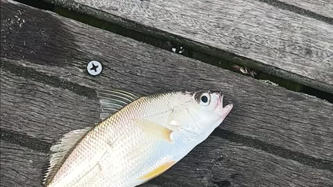 Spot fish