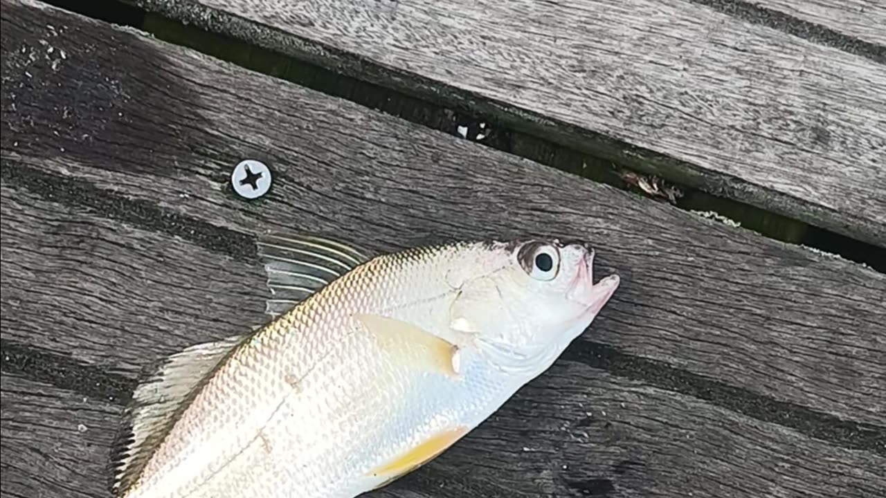 Spot fish