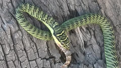 Golden Tree Snake Eats a Gecko