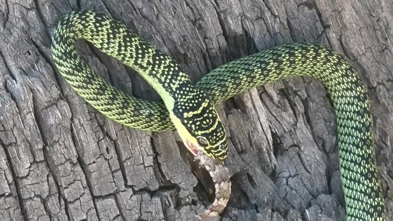 Golden Tree Snake Eats a Gecko
