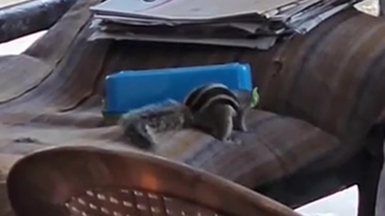 🐿️🍽️ Squirrel Unlocks Lunchbox! | FeedMyCuriosity