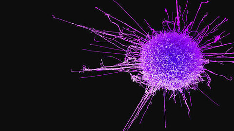 Dr Maki’s treating cancer patients what’s the cure for cancer