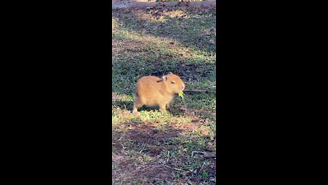 capibara cute video