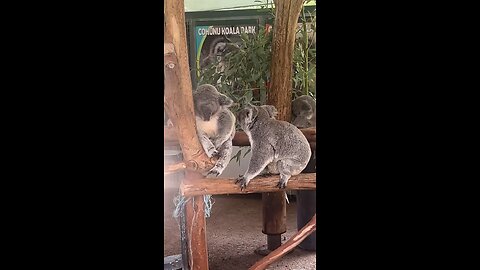 Koala 🐨