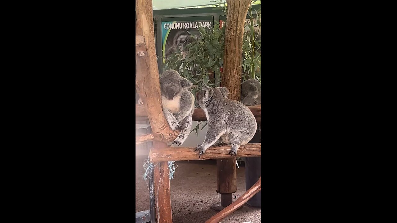 Koala 🐨