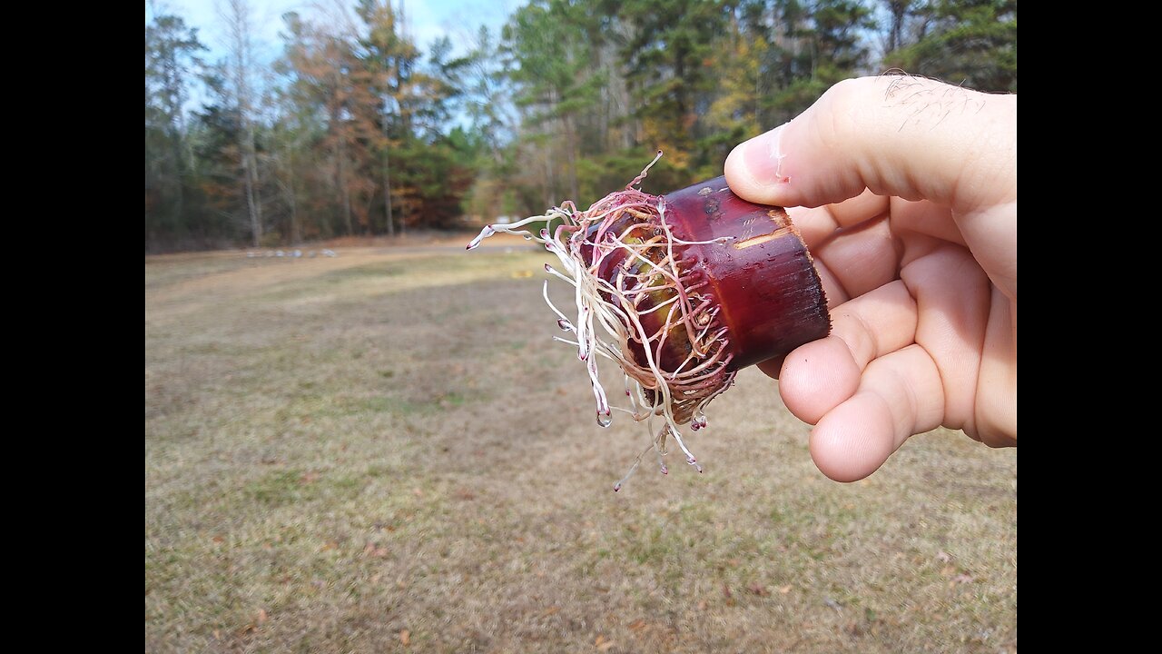 Sugarcane Rooting Update 12/25