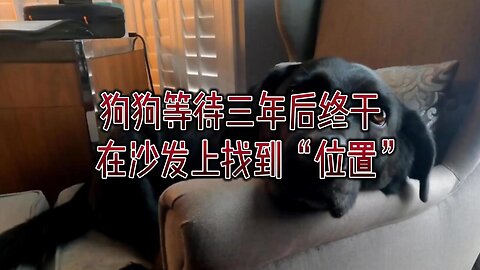 狗狗等待三年后终于在沙发上找到“位置”