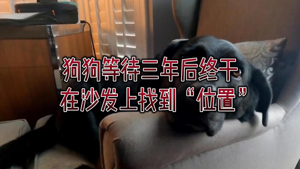 狗狗等待三年后终于在沙发上找到“位置”
