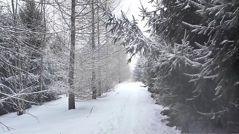 Relaxing Winter Snowfall Walk in Extreme Cold