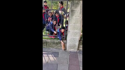 A New Hero in the Town 😜| That's some VIP feelings for the kitty 🐈