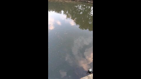 feeding the koi fish